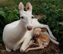 Albino Mama & Fawn