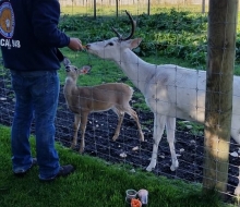 Feeding Deer