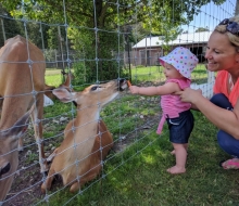 Feeding Deer