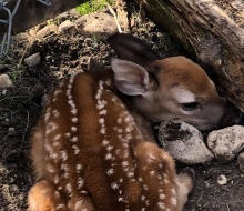 Fawn