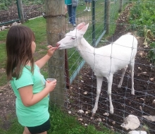 Albino Deer