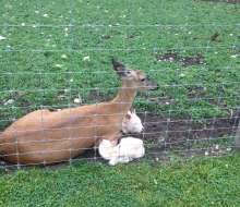 Mama & Fawns