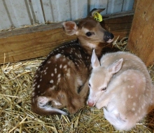 Fawns