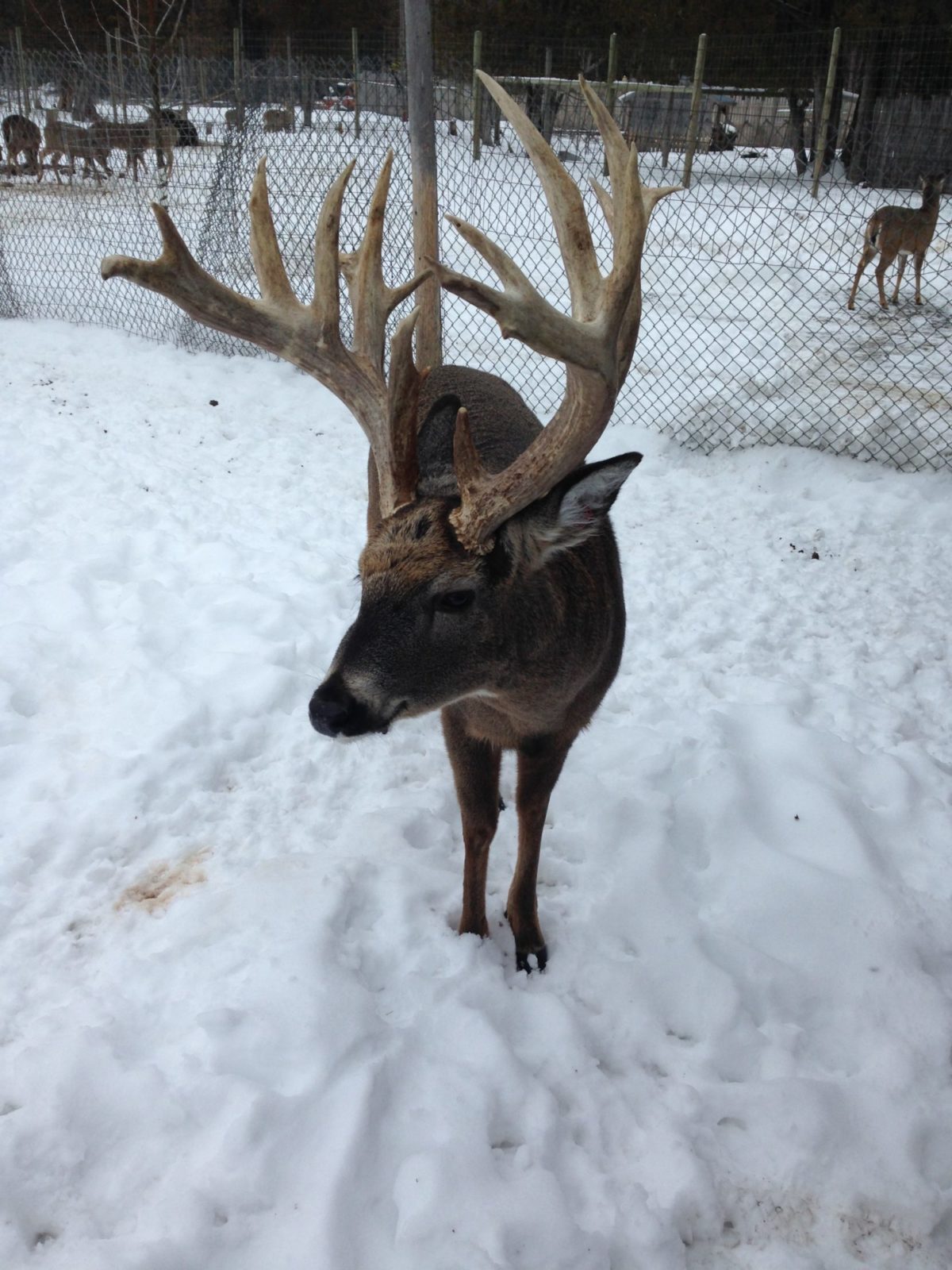 Deer Ranch St. Ignace Michigan See Whitetail Deer and Fawns
