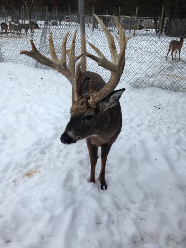 Deer Ranch St. Ignace Michigan See Whitetail Deer and Fawns